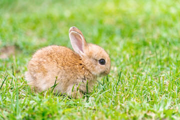 Wall Mural - A cute baby rabbit was running and biting the grass in the yard. Rabbits are small animals that people are popular to bring as pets.