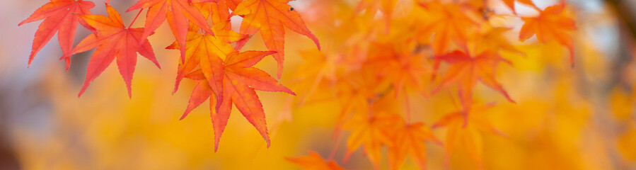 red maple leaf in autumn with maple tree under sunlight landscape.maple leaves turn yellow, orange, 