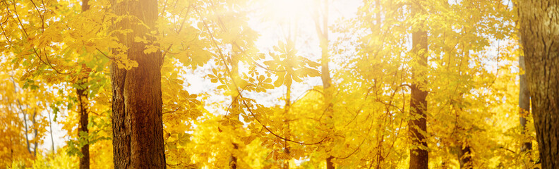 Canvas Print - Beautiful trees in the autumnal park in sunny day