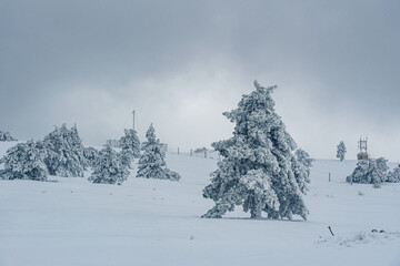 Sticker - Snow covered pine tree on mountain Ai-Petri after blizzard. Crimea