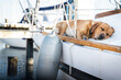 relaxing dog on sailing boat deck enjoying a summer holiday