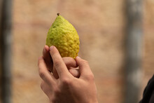 A Man Holds And Examines An Etrog Fruit Used In The Ritual Celebration Of The Fall Jewish Holiday Of Sukkot.