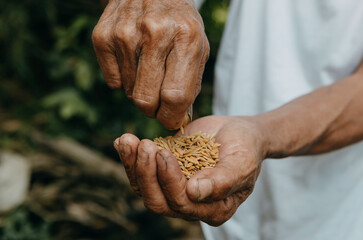 Wall Mural - Close up  hand holding on seed ,Seeding,Seedling,Agriculture. rice seed.