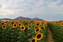 Beautiful View Of Sunflower Field And A Field Trail Between The Tall Plants Under A Blue Sky