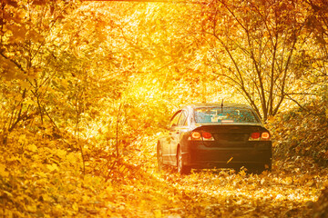 Poster - Car Parked On Road, Path, Way, Lane, Pathway In Autumn Forest. Bright Sun Shining Through Canopy Of Trees Woods. Sunlight In Deciduous Forest, Autumn Nature Concept.