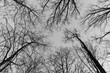 Korony drzew ujęcie z dołu 