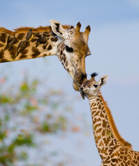 Wall Mural - Female giraffe (Giraffa camelopardalis tippelskirchi) with a baby in savannah. Kenya. Tanzania. East Africa.