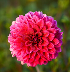 Sticker - Beautiful close-up of a purple dahlia