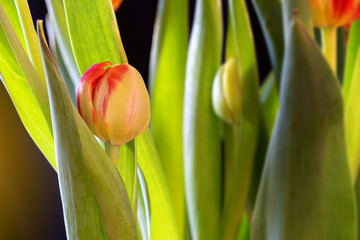 Wall Mural - red peach colored tulips against a dark black background