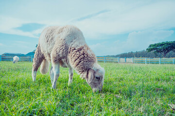 sheep.sheep eating grass on a pasture in farm. 