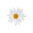 © Metaverse - daisy isolated on white background