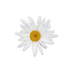 daisy isolated on white background