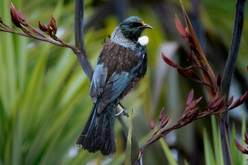 Poster - Selective focus shot of tui (prosthemadera novaeseelandiae)