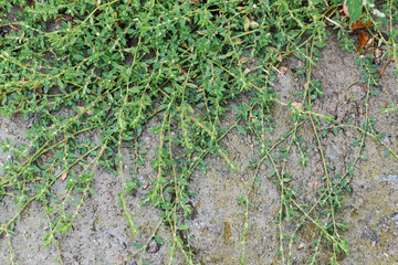 Wall Mural - Knotgrass stems on wet old concrete surface during a rain