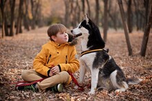 Very Smiling Young European Boy Seven Years Old In The Brown Pants And Yellow Jacket Is Sitting On The Ground With The Husky Dog In The Autumn Park