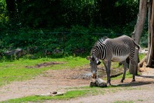 Grevy's Zebra At The Zoo. Equus Grevyi.