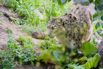 Sticker - Closeup of a snow leopard. Panthera uncia.