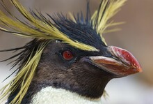 Beautiful Shot Of A Head Of Rockhopper Penguin