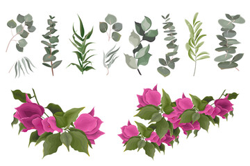 Wall Mural - Vector Floral Set. Pink bougainvillea, tropical flower, shrub. Green leaves and plants on white background, eucalyptus