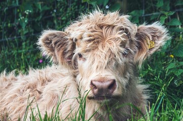 Sticker - Closeup shot of a Highland Cow-Calf