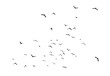 Leinwandbild Motiv Set of black flying bird silhouettes on transparent background