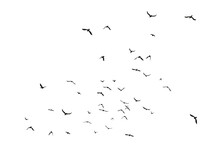 Set Of Black Flying Bird Silhouettes On Transparent Background