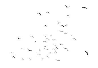 set of black flying bird silhouettes on transparent background