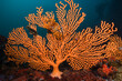 A single large bright orange Sinuous sea fan (Eunicella tricoronata) standing out against the dark background