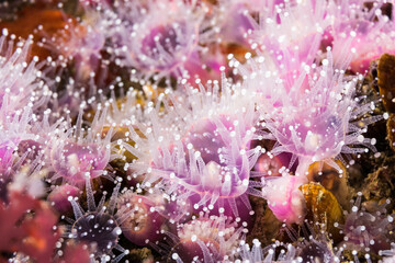 Wall Mural - Macro of the beautiful small pink Strawberry Anemones (Actinia fragacea)