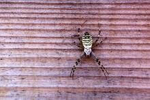 Tiger Spider Or Wasp Spider. Beautiful Argiope Bruennichi On A Wooden Background.