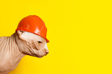 Poster - Canadian Sphynx cat in a construction helmet on a yellow background