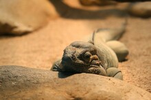 Rhinoceros Iguana Sleeping A Rock