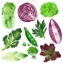 Fresh Vegetables Set, Cabbage And Salads, Hand Drawn Watercolor Illustration.