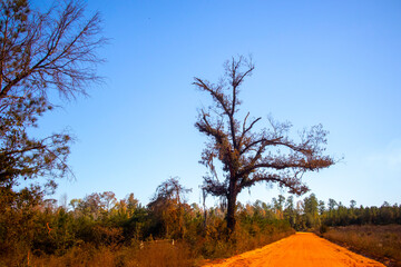 Wall Mural - Red clay dirt road and nature in rural Georgia USA