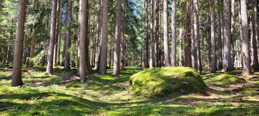 View of nature ad trees in Trentino Alto Adige.