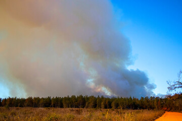 Wall Mural - Forest fire large smoke clouds distant field view rural Georgia