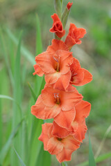Wall Mural - orange gladiolus flower in a garden.