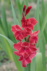 Wall Mural - gladiolus blossom in a pale red calor shade.