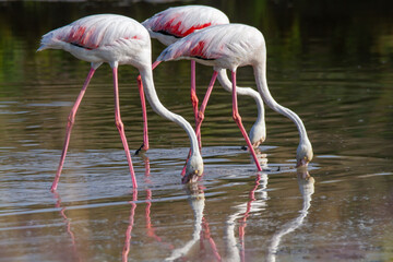 pink flamingo migratory bird ponds and salt flats regional park po delta ferrara