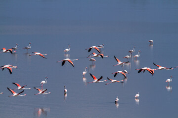 pink flamingo migratory bird ponds and salt flats regional park po delta ferrara