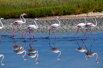 pink flamingo migratory bird ponds and salt flats regional park po delta ferrara