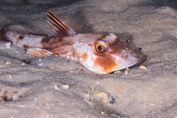 Wall Mural - A Bluefin gurnard fish (Chelidonichthys kumu) hiding in the sand