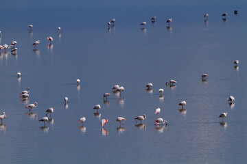 pink flamingo migratory bird ponds and salt flats regional park po delta ferrara