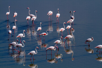 pink flamingo migratory bird ponds and salt flats regional park po delta ferrara