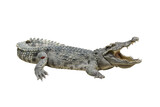 Fototapeta  - one freshwater crocodile opening mouth, reptile animal