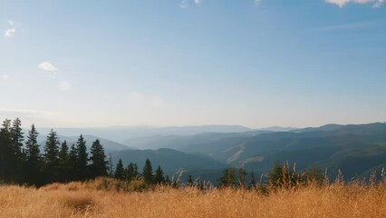 Poster - Beautiful panorama mountains pine forest in autumn at sunset in sun at sunset. Golden spikelets of dry grass slow motion. Nature. Travel. Tourism. Golden grass sways against blue sky