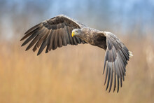 Majestic Predator White-tailed Eagle, Haliaeetus Albicilla In Poland Wild Nature