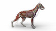 3D render of dog complete anatomy with transparent  muscles and body in clean white background