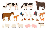 Fototapeta Fototapety na ścianę do pokoju dziecięcego - Various village farm animals. Domesticated cattle and domestic birds. Vector illustration