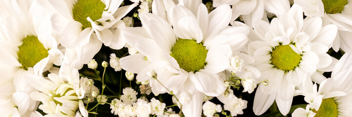 Wall Mural - Bouquet of white chamomile chrysanthemums closeup background banner with copy space. Wide panoramic header. Gift flowers basket for the holiday